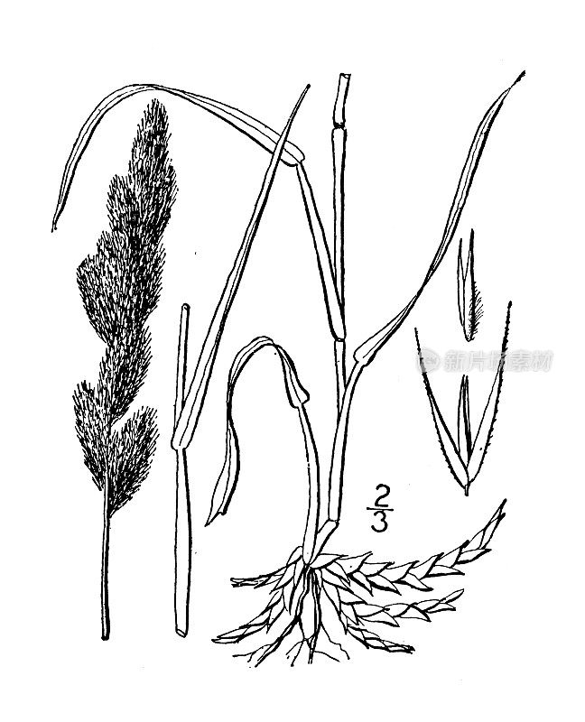 古植物学植物插图:Muhlenbergia racemosa, Marsh Muhlenbergia